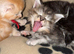 Stunning litter of 7 Maine coons
