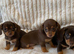 Gorgeous Chocolate Chiweenie Puppies - Ready Now