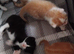 5 beautiful kittens looking for there forever homes
