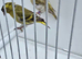 BEAUTIFUL PROVEN PAIR YELLOW PASTEL SISKINS