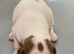 Springer spaniel x Paterdale puppies