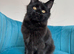 XXL Maine Coon Kittens TICA Pedigree Supreme Champion Bloodline