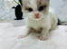 Full pedigree registered Ragdoll kittens
