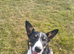 Kelpie cross collie