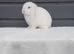mini lop last one