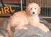 Beautiful CockerSpanial X Poodle pups