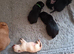 Kc registered working labrador puppies