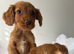Beautiful cocker spaniel puppies