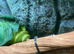 Male Biak Green Tree Python 3 years old