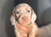 Beautiful mini dachshund