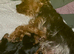 READY NOW&hellip;.MINI YORKSHIRE TERRIERS