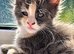Pure Maine Coons Kittens