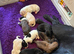 Beautiful pups all colours ready to go to new homes