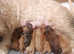 Chocolate Merle Poodle Available For Stud