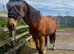 16h Thoroughbred gelding