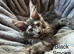Pure Bred Maine Coon Kittens
