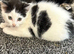 Kittens available ready to go now