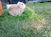 Spayed/vacs female bunny.