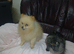 Pomeranian puppies
