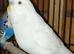Budgies