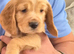 KC REGISTERED WORKING COCKER SPANIEL PUPPIES