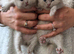 BEAUTIFUL BRITISH LONGHAIRED KITTENS FOR SALE