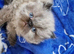 PURE PERSIAN KITTENS FOR SALE
