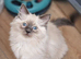 RAGDOLL KITTENS READY NOW