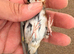 X2 bbc male goldfinches
