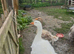 Sebastopol breeding pairs