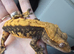 Cappuccino creste gecko male poss tangerine