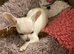 Female white chihuahua puppy