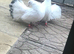Fantails
