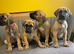 GREAT DANE PUPS