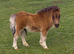 Tawna Raffles Show Quality Miniature Shetland Colt Foal