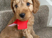 Pra clear f1BB miniture cockapoo puppies