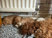 Beautiful red boy cockapoo