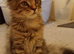 Maine Coon Kittens For Sale Ready Now