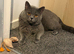 British shorthair kittens.
