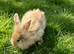 Lionhead Baby Rabbits For Sale 8 Weeks Old