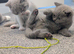 Stunning British short hair kittens