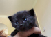 Kittens for sale