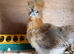 Partridge rooster