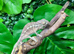 Red Bar Female Panther Chameleon at Birmingham Reptiles