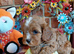 Quality True mini Cavapoo puppies in Eastleigh, Hampshire