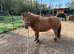 Beautiful Shetland dun mare