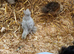 Bantam and silkie chicks