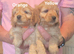 6 Gorgeous Cockerpoo Puppies
