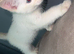 Flame point Siamese male