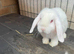 Mini lop Buck